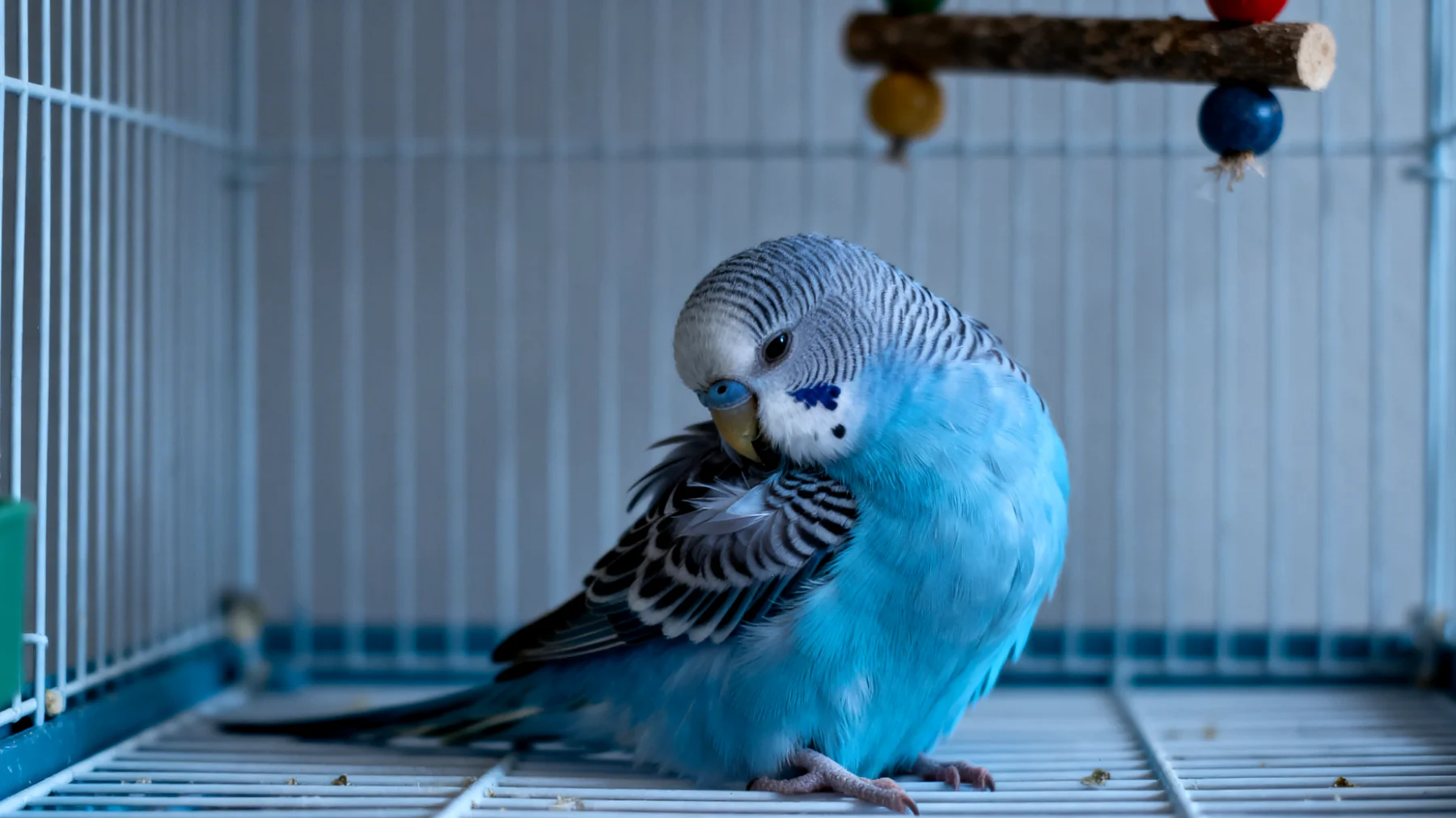 Erwachsene Wellensittiche entwickeln häufig Verhaltensstörungen und Langeweile, wenn sie nicht ausreichend mental stimuliert und trainiert werden, was zu Federpicken, Aggression oder Apathie führen kann"